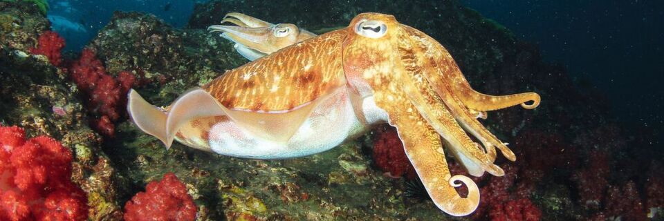 Mit seinem Jet-Antrieb ist der Tintenfisch im maritimen Ökosystem erfolgreich unterwegs. Im Im Business-Ökosystem gewinnen die Tintendrucker immer mehr Raum. Mit seinem Jet-Antrieb ist der Tintenfisch im maritimen Ökosystem erfolgreich unterwegs. Im Im Business-Ökosystem gewinnen die Tintendrucker immer mehr Raum.