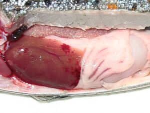 Die Einblutungen in der Leber sind ein Anzeigen für das Proliferative Darkening Syndrome (PDS), das Bachforellen im Alpenraum befällt. Die Einblutungen in der Leber sind ein Anzeigen für das Proliferative Darkening Syndrome (PDS), das Bachforellen im Alpenraum befällt.