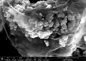 HRSEM-Bild eines 3D/2D-CuO-NIO Graphen-Nanokomposits als aktives Anodenmaterial. HRSEM-Bild eines 3D/2D-CuO-NIO Graphen-Nanokomposits als aktives Anodenmaterial.