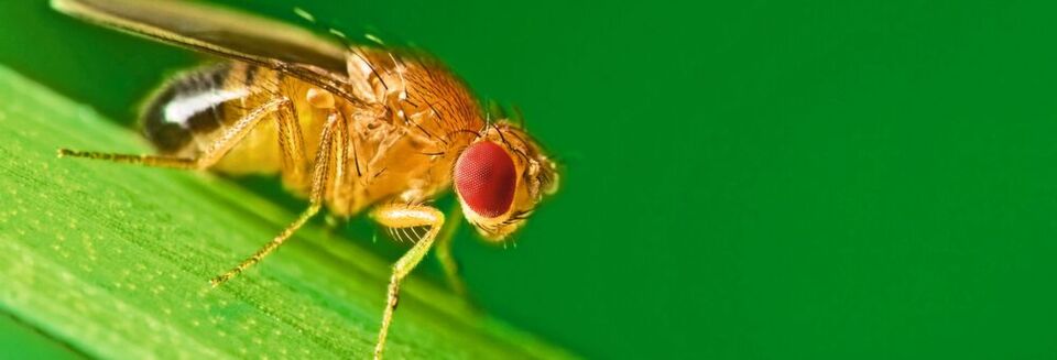 Intensives Licht sorgt dafür, dass Taufliegen länger Mittagspause halten und abends später aktiv werden. Intensives Licht sorgt dafür, dass Taufliegen länger Mittagspause halten und abends später aktiv werden.