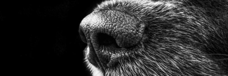 So gut wie eine Hundenase wird die E-Nase sicherlich nicht sein – aber sie soll helfen, rechtzeitig Kabelbrände oder verdorbene Lebensmittel aufzuspüren. So gut wie eine Hundenase wird die E-Nase sicherlich nicht sein – aber sie soll helfen, rechtzeitig Kabelbrände oder verdorbene Lebensmittel aufzuspüren.