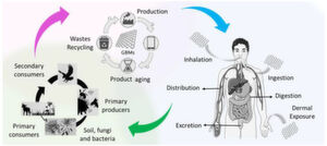 Illustration of the life cycle of graphene-based materials. Illustration of the life cycle of graphene-based materials.