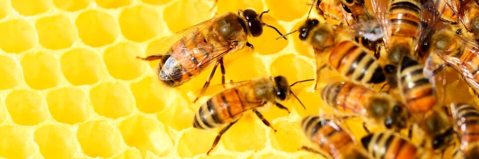 Bei der Schwarmintelligenz bilden individuelle Fähig- und Fertigkeiten eine kollektive Intelligenz. Bei der Schwarmintelligenz bilden individuelle Fähig- und Fertigkeiten eine kollektive Intelligenz.
