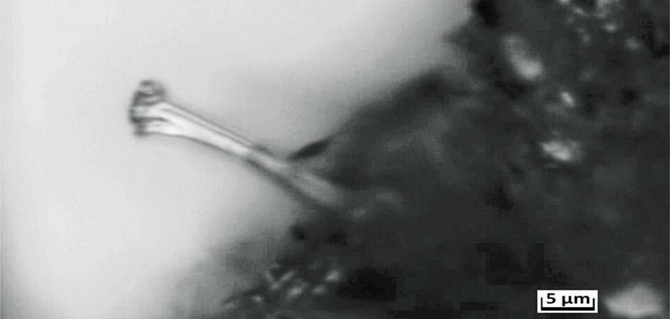 Ein wachsender Dendrit aus Lithium: Lichtmikroskopische Aufnahme während der elektrochemischen Abscheidung des Metalls aus einer Elektrolytlösung. Ein wachsender Dendrit aus Lithium: Lichtmikroskopische Aufnahme während der elektrochemischen Abscheidung des Metalls aus einer Elektrolytlösung.