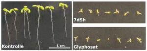 Keimlinge nach 7-tägigem Wachstum: Während die Kontrollgruppe (links) sich normal entwickelte, wurde das Wachstum bei der Gabe von je 260 μM Glyphosat (r. unten) oder 7dSh (r. oben) gehemmt. Keimlinge nach 7-tägigem Wachstum: Während die Kontrollgruppe (links) sich normal entwickelte, wurde das Wachstum bei der Gabe von je 260 μM Glyphosat (r. unten) oder 7dSh (r. oben) gehemmt.
