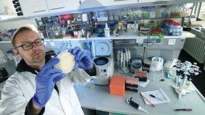 Dr. Thorsten Heinekamp aus dem Jenaer Forschungsteam studiert eine Petrischale mit dem Pilz Aspergillus fumigatus. Der Schimmelpilz gehört zu den humanpathogenen Pilzen und kann Krankheiten auslösen. Dr. Thorsten Heinekamp aus dem Jenaer Forschungsteam studiert eine Petrischale mit dem Pilz Aspergillus fumigatus. Der Schimmelpilz gehört zu den humanpathogenen Pilzen und kann Krankheiten auslösen.