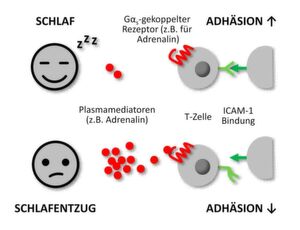 Schon nach drei Stunden Schlafentzug beeinträchtigt: Die Adhäsion der T-Zellen, also ihre Fähigkeit, sich an infizierte Zellen anzuheften und diese zu beseitigen. Schon nach drei Stunden Schlafentzug beeinträchtigt: Die Adhäsion der T-Zellen, also ihre Fähigkeit, sich an infizierte Zellen anzuheften und diese zu beseitigen.