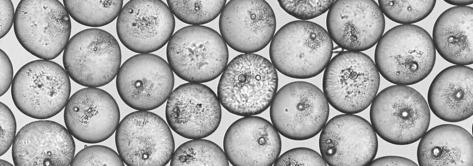 Abb. 1: ETH-Forscher haben ein Verfahren entwickelt, mit dem sie Emulsionstropfen mit einer bestimmten Menge von Partikeln gezielt stabilisieren können. Abb. 1: ETH-Forscher haben ein Verfahren entwickelt, mit dem sie Emulsionstropfen mit einer bestimmten Menge von Partikeln gezielt stabilisieren können.