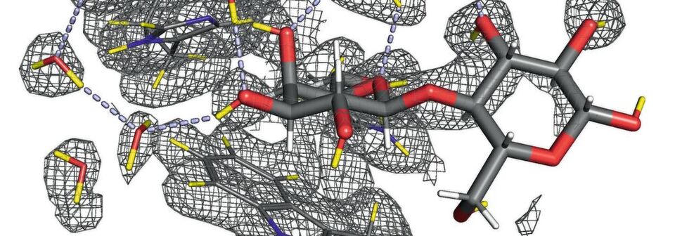Abb. 1: Galektine sind kohlenstoffbindende Proteine, die sich über die Kohlenstoffmoleküle auf ihrer Oberfläche mit anderen Proteinen verbinden. Eine aktuelle Studie deutet darauf hin, dass Galectin-3 bei der Entwicklung von Brustkrebs und dessen metastasischer Ausbreitung im Körper eine Rolle spielt. (Ausschnitt) Abb. 1: Galektine sind kohlenstoffbindende Proteine, die sich über die Kohlenstoffmoleküle auf ihrer Oberfläche mit anderen Proteinen verbinden. Eine aktuelle Studie deutet darauf hin, dass Galectin-3 bei der Entwicklung von Brustkrebs und dessen metastasischer Ausbreitung im Körper eine Rolle spielt. (Ausschnitt)