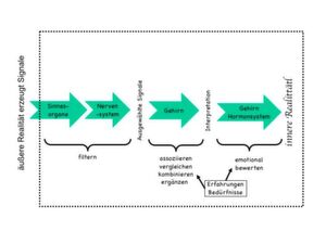 Die Umwandlung der Realität in unsere innere Realität lässt sich vereinfacht in drei Stufen modellieren Die Umwandlung der Realität in unsere innere Realität lässt sich vereinfacht in drei Stufen modellieren