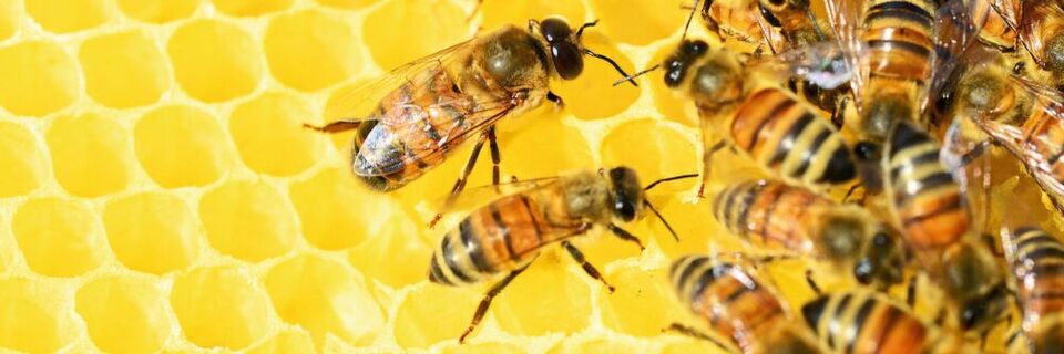 Forscher haben die Effizienz des Schwänzeltanzes von Bienen untersucht (Symbolbild). Forscher haben die Effizienz des Schwänzeltanzes von Bienen untersucht (Symbolbild).