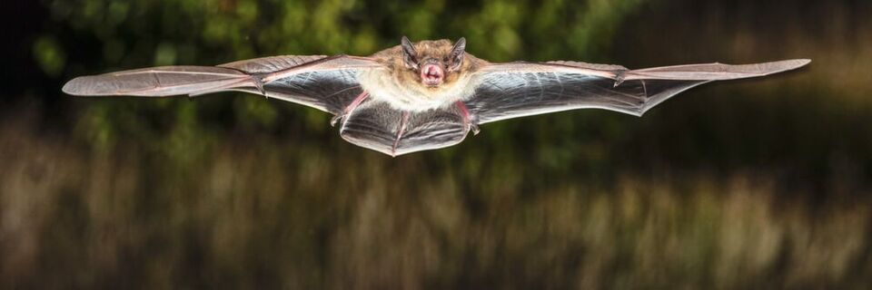 Eine Rauhautfledermaus (Pipistrellus nathusii) Eine Rauhautfledermaus (Pipistrellus nathusii)