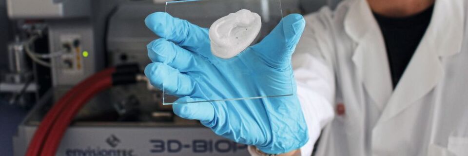Ein Ohr aus dem 3D-Drucker: Empa-Forscher Michael Hausmann nutzt Nanocellulose als Basis für neuartige Implantate. Ein Ohr aus dem 3D-Drucker: Empa-Forscher Michael Hausmann nutzt Nanocellulose als Basis für neuartige Implantate.