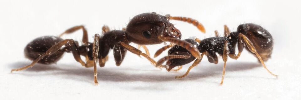 Eine sklavenhaltende Ameise der Art Temnothorax americanus (l.) interagiert mit einer Wirtsameise (Temnothorax longispinosus) bei einer Nestinvasion. Eine sklavenhaltende Ameise der Art Temnothorax americanus (l.) interagiert mit einer Wirtsameise (Temnothorax longispinosus) bei einer Nestinvasion.