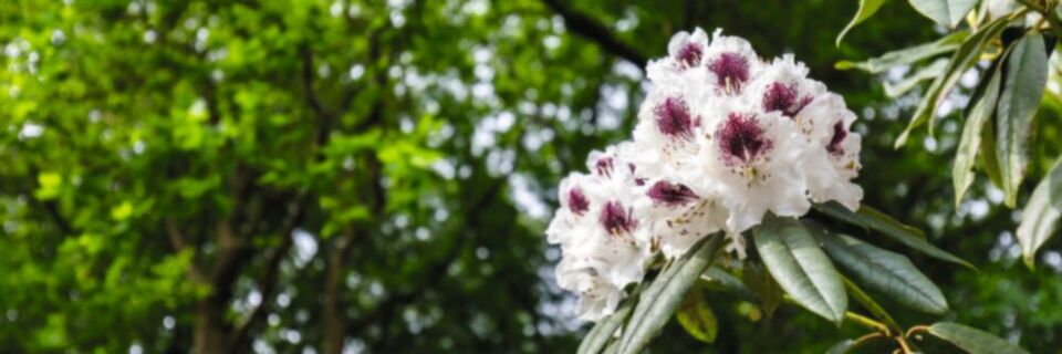 Der Rhododendron gilt als eine der typischen Wirtspflanzen des Schaderregers Phytophthora ramorum. Der Rhododendron gilt als eine der typischen Wirtspflanzen des Schaderregers Phytophthora ramorum.