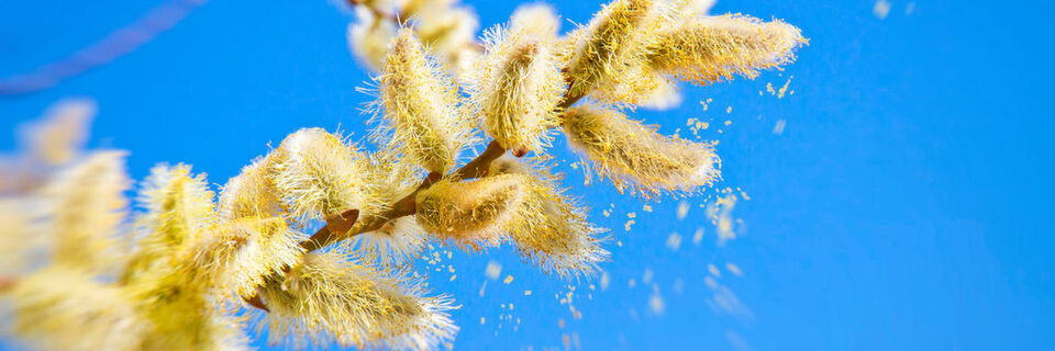 Der Deutsche Wetterdienst möchte Pollen-Allergiker mit einer App unterstützen. Der Deutsche Wetterdienst möchte Pollen-Allergiker mit einer App unterstützen.