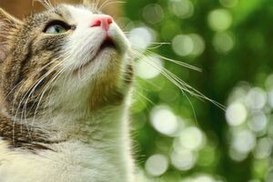 Katze mit Bokeh-Effekt im Hintergrund: Künstliche Intelligenz kann helfen, den Bokeh-Effekt mit dem Einsatz von nur einer Kameralinse umzusetzen. Katze mit Bokeh-Effekt im Hintergrund: Künstliche Intelligenz kann helfen, den Bokeh-Effekt mit dem Einsatz von nur einer Kameralinse umzusetzen.