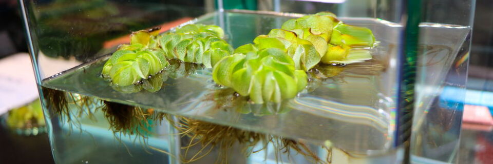Die wasserabweisende Oberfläche der Schwimmfarne (Salvinia) dient als Vorbild für die Luftbeschichtung von Schiffen. Die wasserabweisende Oberfläche der Schwimmfarne (Salvinia) dient als Vorbild für die Luftbeschichtung von Schiffen.