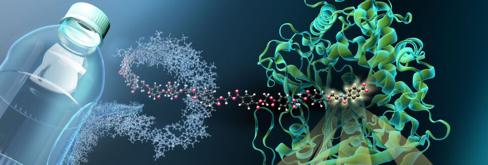 Das Enzym MHETase ist ein riesiges komplex gefaltetes Molekül. MHET-Moleküle aus PET-Kunststoff docken an einer aktiven Stelle im Inneren der MHETase an und werden dort aufgespalten. Das Enzym MHETase ist ein riesiges komplex gefaltetes Molekül. MHET-Moleküle aus PET-Kunststoff docken an einer aktiven Stelle im Inneren der MHETase an und werden dort aufgespalten.