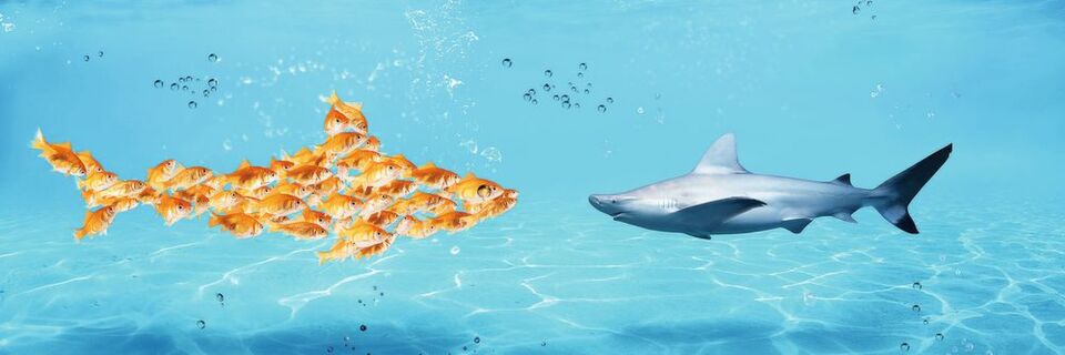 Der Managed-Services-Markt ist verlockend. Daher schwimmen viele getarnte Fische unter den Haien. Der Managed-Services-Markt ist verlockend. Daher schwimmen viele getarnte Fische unter den Haien.