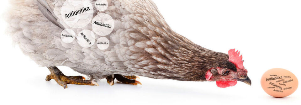 Abb.1: Der Einsatz von Antibiotika im Hühnerstall birgt die Gefahr, dass Rückstände nicht nur äußerlich der Eischale anhaften, sondern ebenso auch in das Innere des Eis gelangen können. Abb.1: Der Einsatz von Antibiotika im Hühnerstall birgt die Gefahr, dass Rückstände nicht nur äußerlich der Eischale anhaften, sondern ebenso auch in das Innere des Eis gelangen können.