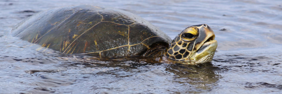Sea Turtle heißt Meeresschildkröte – und die schwimmt offenbar immer noch. Sea Turtle heißt Meeresschildkröte – und die schwimmt offenbar immer noch.