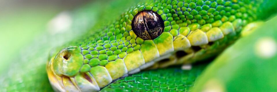 Python ist einer der Evergreens unter den Programmiersprachen. Python ist einer der Evergreens unter den Programmiersprachen.