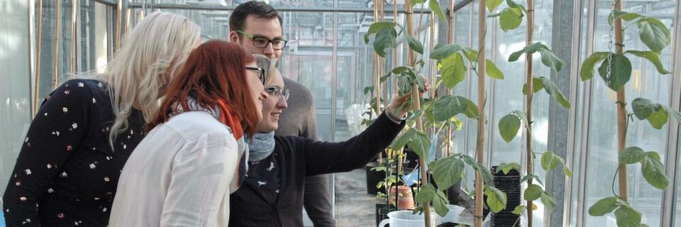 Fig. 1: At the Julius Kühn Institute (JKI), Federal Research Center for Cultivated Plants in Quedlinburg, some researchers are trying to change the DNA of cultivated plants such as soy bean via genome editing in order to scientifically investigate the "new breeding technique" and potential risks. Fig. 1: At the Julius Kühn Institute (JKI), Federal Research Center for Cultivated Plants in Quedlinburg, some researchers are trying to change the DNA of cultivated plants such as soy bean via genome editing in order to scientifically investigate the "new breeding technique" and potential risks.