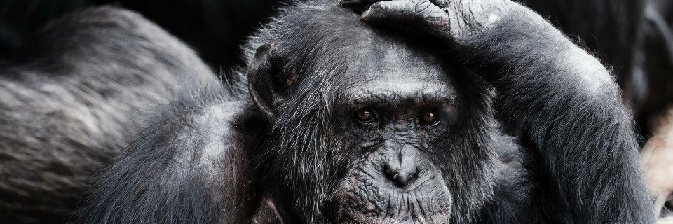 Die Nutzung von künstlich intelligenter Systeme muss gleich drei Hürden nehmen. Die Nutzung von künstlich intelligenter Systeme muss gleich drei Hürden nehmen.