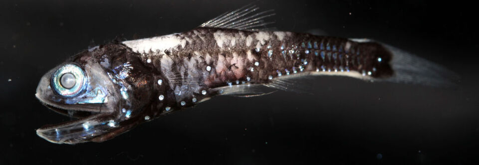 Der Laternenfisch besitzt Leuchtorgane und eine erhöhte Anzahl an Rhodopsin-Genen. Der Laternenfisch besitzt Leuchtorgane und eine erhöhte Anzahl an Rhodopsin-Genen.