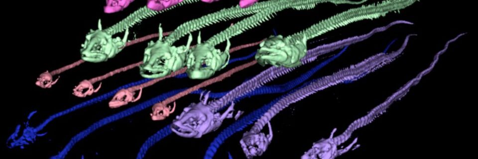 Computertomografische Ansichten der Knochenstruktur von weiblichen und männlichen Aalen verschiedener Reifestadien. ... (Ausschnitt) Computertomografische Ansichten der Knochenstruktur von weiblichen und männlichen Aalen verschiedener Reifestadien. ... (Ausschnitt)