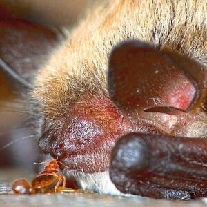 Die meisten Bettwanzenarten nutzen Fledermäuse als Wirt. Hier ist eine nordamerikanische Art zu sehen, die Blut aus der Nase einer Fledermaus saugt. Entgegen bisheriger Annahmen, konnten Klaus Reinhardt und sein Team nun beweisen, dass Fledermäuse nicht die ersten Wirte der kleinen Blutsauger waren. Die meisten Bettwanzenarten nutzen Fledermäuse als Wirt. Hier ist eine nordamerikanische Art zu sehen, die Blut aus der Nase einer Fledermaus saugt. Entgegen bisheriger Annahmen, konnten Klaus Reinhardt und sein Team nun beweisen, dass Fledermäuse nicht die ersten Wirte der kleinen Blutsauger waren.