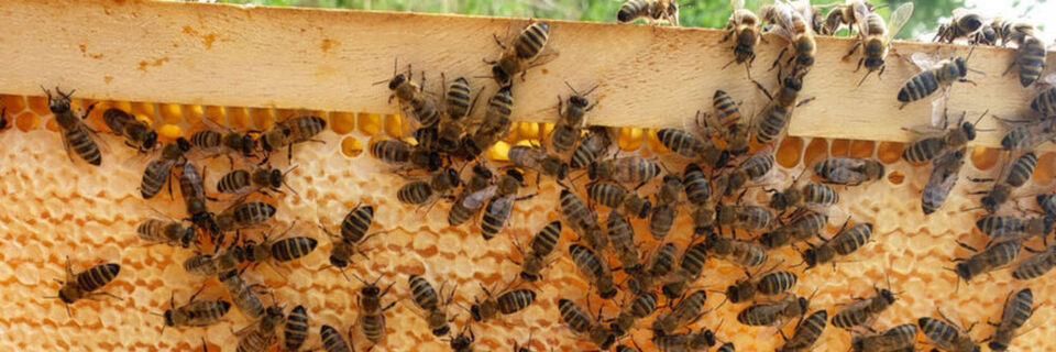 Bienen können in ihrem Bienenstock durch verschiedene Methoden gegen Parasiten kämpfen Bienen können in ihrem Bienenstock durch verschiedene Methoden gegen Parasiten kämpfen