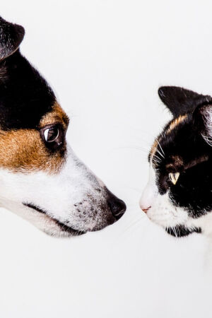 Eindeutig: Ein Hunde ist keine Katze und nicht jeder, der will, kann Qualitätssoftware entwickeln. Eindeutig: Ein Hunde ist keine Katze und nicht jeder, der will, kann Qualitätssoftware entwickeln.