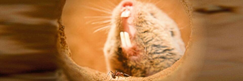 Der Highveld-Mull lebt oft mit Natal-Droptail-Ameisen zusammen – gegen ihren schmerzhaften Giftcocktail scheint er immun zu sein. Der Highveld-Mull lebt oft mit Natal-Droptail-Ameisen zusammen – gegen ihren schmerzhaften Giftcocktail scheint er immun zu sein.