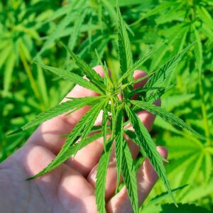 Das BfArM hat die verbliebenen vier Zuschläge für den Anbau von Cannabis zu medizinischen Zwecken erteilt. Das BfArM hat die verbliebenen vier Zuschläge für den Anbau von Cannabis zu medizinischen Zwecken erteilt.
