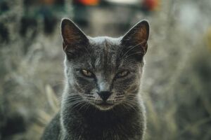 Ähnlich wie in der Tierwelt, machen sich auch bei uns Warnsignale in der Mimik und Gestik bemerkbar. Ähnlich wie in der Tierwelt, machen sich auch bei uns Warnsignale in der Mimik und Gestik bemerkbar.