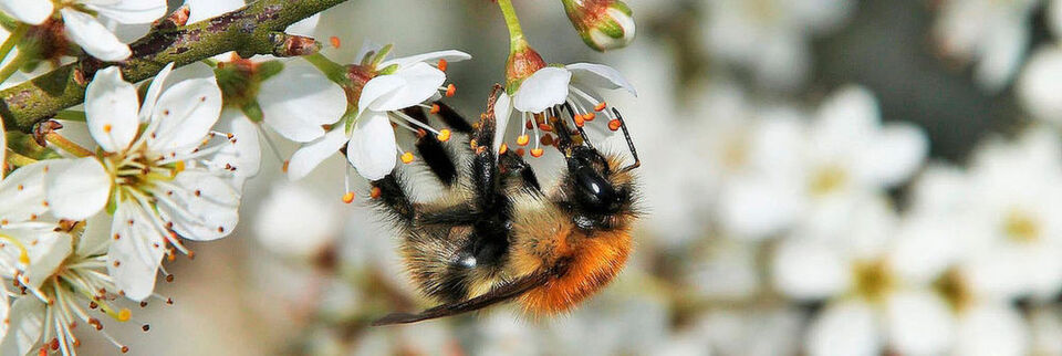 Eine Hummel sammelt Nektar in den Blüten eines Obstbaumes Eine Hummel sammelt Nektar in den Blüten eines Obstbaumes