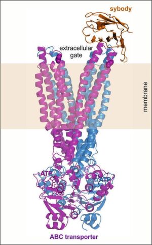 Dreidimensionales Modell eines ABC-Transporters (blau-violett) mit extrazellulärer Pforte (oben), Transmembran-Segment (Mitte) und intrazellulärem Motor (unten), an dem ATP gespalten wird. Der künstliche Antikörper (orange) dockt an der extrazellulären Pforte an. Dreidimensionales Modell eines ABC-Transporters (blau-violett) mit extrazellulärer Pforte (oben), Transmembran-Segment (Mitte) und intrazellulärem Motor (unten), an dem ATP gespalten wird. Der künstliche Antikörper (orange) dockt an der extrazellulären Pforte an.