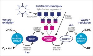 Abb.3: Im AK Würthner untersuchen die Forscher lediglich die Wasseroxidation. Die dabei frei werdenden Elektronen nimmt ein Opferreagenz als Akzeptor auf, und verhindert in diesem Fall, dass die Reaktion bis zur H2-Bildung weitergeht. Diese erforschen andere Teams an der Universität Würzburg. Abb.3: Im AK Würthner untersuchen die Forscher lediglich die Wasseroxidation. Die dabei frei werdenden Elektronen nimmt ein Opferreagenz als Akzeptor auf, und verhindert in diesem Fall, dass die Reaktion bis zur H2-Bildung weitergeht. Diese erforschen andere Teams an der Universität Würzburg.