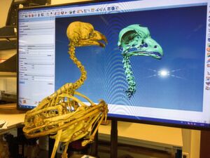 Das Forschungsteam hat Computermodelle des Eulen-Skeletts generiert und die Freiheitsgrade der drei Drehachsen erfasst. Das Forschungsteam hat Computermodelle des Eulen-Skeletts generiert und die Freiheitsgrade der drei Drehachsen erfasst.