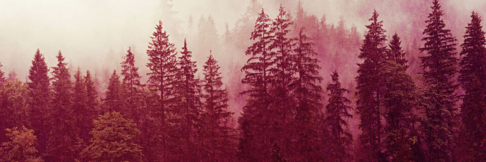 Microsofts Enhanced Security Administrative Environment (ESAE), alias "Red Forest", bietet bis zu einem gewissen Punkt ein Risikomanagement für AD und die Windows-Betriebssysteme im Unternehmen. Microsofts Enhanced Security Administrative Environment (ESAE), alias "Red Forest", bietet bis zu einem gewissen Punkt ein Risikomanagement für AD und die Windows-Betriebssysteme im Unternehmen.