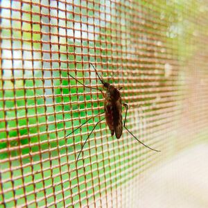 Researchers have found a toxin which targets the group of mosquitoes that are responsible for transmitting malaria. Researchers have found a toxin which targets the group of mosquitoes that are responsible for transmitting malaria.