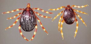 Die Hyalomma-Zecke hat auffällig geringelte Beine. Die Hyalomma-Zecke hat auffällig geringelte Beine.