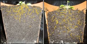 Links: Normale Arabidopsis Pflanze mit flachem Wurzelsystem. Rechts: Arabidopsis Mutante mit tiefer reichender Wurzelarchitektur. (Wurzeln sind im Bild zur besseren Erkennbarkeit gelb eingefärbt) Links: Normale Arabidopsis Pflanze mit flachem Wurzelsystem. Rechts: Arabidopsis Mutante mit tiefer reichender Wurzelarchitektur. (Wurzeln sind im Bild zur besseren Erkennbarkeit gelb eingefärbt)