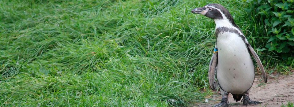 Aud der Suche belastbaren Biomarkern für Erkrankungen haben die Forscher die Reste von den Blutproben analysiert, die Zootieren ohnehin entnommen wurden. Insgesamt waren es 21 Proben von 19 Tierarten, darunter auch ein Humboldt-Pinguin. (Symbolbild) Aud der Suche belastbaren Biomarkern für Erkrankungen haben die Forscher die Reste von den Blutproben analysiert, die Zootieren ohnehin entnommen wurden. Insgesamt waren es 21 Proben von 19 Tierarten, darunter auch ein Humboldt-Pinguin. (Symbolbild)