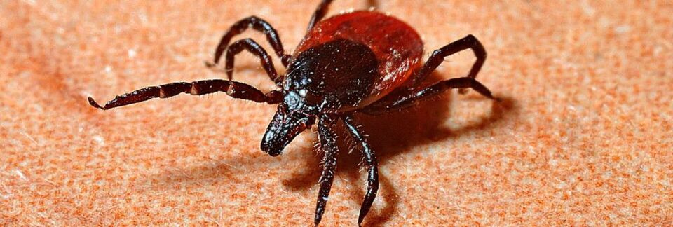Zecken können das Bakterium Borrelia burgdorferi übertragen, den Verursacher der Lyme Borreliose. (Symbolbild) Zecken können das Bakterium Borrelia burgdorferi übertragen, den Verursacher der Lyme Borreliose. (Symbolbild)