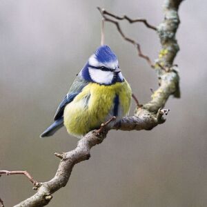 Die Blaumeise und andere verbreitete Vogelarten passen sich an Umweltveränderungen an – aber vermutlich nicht schnell genug. Die Blaumeise und andere verbreitete Vogelarten passen sich an Umweltveränderungen an – aber vermutlich nicht schnell genug.
