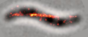 Abb.4: Superauflösende Fluoreszenzmikroskopie lebender Zellen zeigt, wie das MamY-Protein in der Zelle angeordnet ist: Es folgt der stärksten Krümmung der inneren Zelloberfläche. Abb.4: Superauflösende Fluoreszenzmikroskopie lebender Zellen zeigt, wie das MamY-Protein in der Zelle angeordnet ist: Es folgt der stärksten Krümmung der inneren Zelloberfläche.