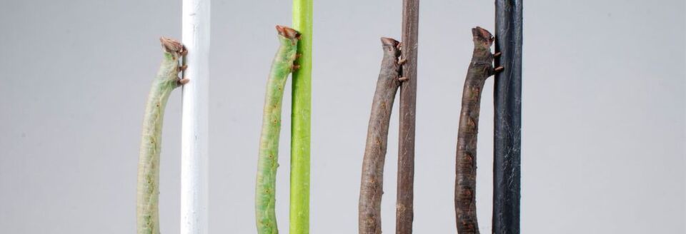 Raupen des Birkenspanners können durch die Haut die Farbe ihrer Nahrung wahrnehmen und ihre Farbe entsprechend anpassen, um sich vor Fraßfeinden zu schützen. Raupen des Birkenspanners können durch die Haut die Farbe ihrer Nahrung wahrnehmen und ihre Farbe entsprechend anpassen, um sich vor Fraßfeinden zu schützen.